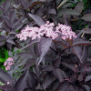 Бузина черная (Sambucus nigra) Блэк Бьюти 30-40 С3,6 БдН/23