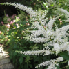 Астильба японская (Astilbe japonica) Вашингтон С2 ГлХ/26