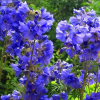 Синюха голубая (Polemonium) Брессингхам Пёрпл С2 ГлХ/26