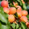 Абрикос Оранжевое чудо (средний сорт) С15