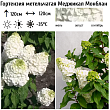 Гортензия метельчатая 