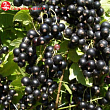 Смородина черная 