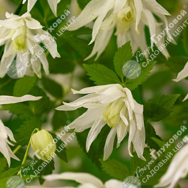 Клематис "Альбина Плена" на фото