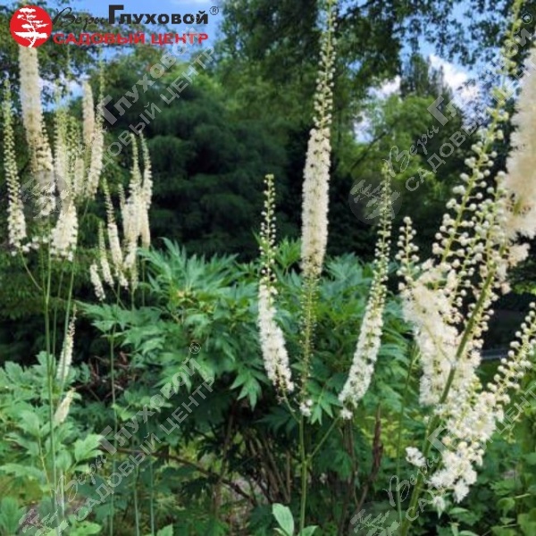 Актея Рацемоза  на фото