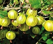 Крыжовник 