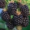 Ежевика Блэк Сатин (средний бесшипный) С3