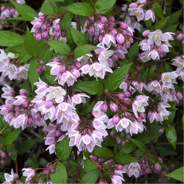 Основное изображение товара