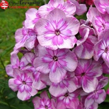 Основное изображение товара