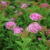 Спирея японская (Spiraea japonica) Литтл Принцесс  С3 СП/25