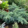 Можжевельник чешуйчатый (Juniperus sguamata) Блю Шведе 60-80 С15 ПА/25