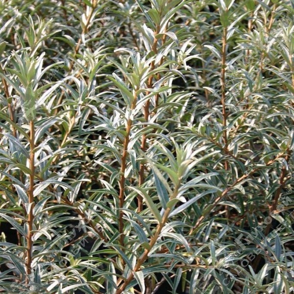 Облепиха крушиновидная "Полмикс" на фото