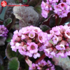 Бадан сердцелистный (Bergenia cordifolia) Эденс Дарк Марджин С2 ГлХ/24