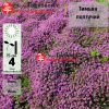 Тимьян (чабрец) ползучий (Thymus praecox) С2-3 РАг/22