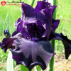 Ирис германский (Iris germanica) Тукседо С3 ГлХ/23