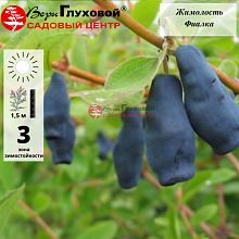 Жимолость Фиалка