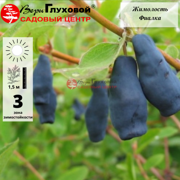 Жимолость Фиалка