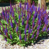 Шалфей дубравный (Salvia nemerosa) Сальваторе Блю С2 РЛф/25
