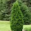 Туя западная (Thuja occidentalis) Пирамидалис Компакта   С3 ГлХ/22