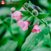 Медуница сахарная (Pulmonaria saccharata) Дора Билефелд С2 ГлХ/26