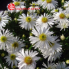 Астра кустарниковая "Кристина" на фото