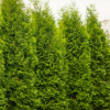 Туя западная "Кинг оф Брабант" на фото