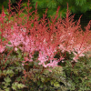 Астильба Арендса (Astilbe arendsii) Дельфт Лейс С2 РРс/25