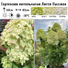 Гортензия метельчатая (Hydrangea paniculata) Литтл Пассион  С3 СП/26