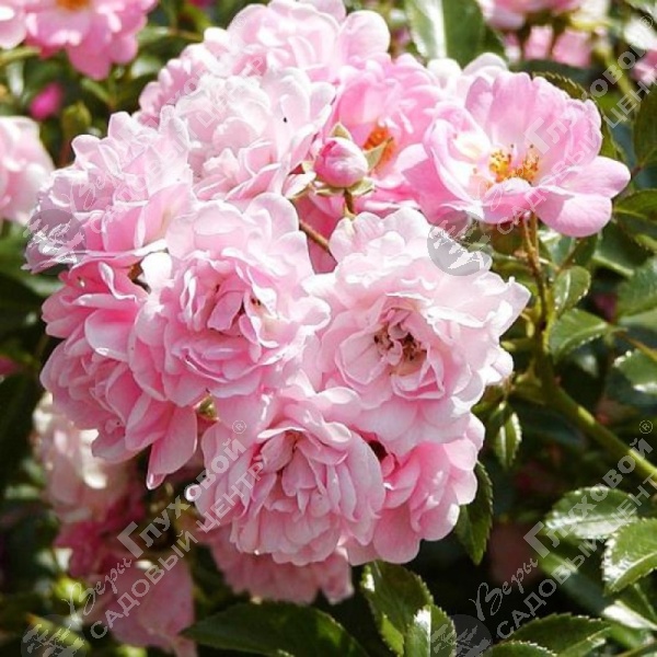 Роза миниатюрная "The Fairy" на фото