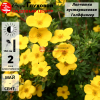 Лапчатка кустарниковая (Potentilla fruticosa) Голдфингер  С3 СП/25