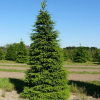 Ель обыкновенная (Picea abies)     С3 СП/23