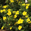 Лапчатка кустарниковая (Potentilla fruticosa) Голдстар  С3 СП/24
