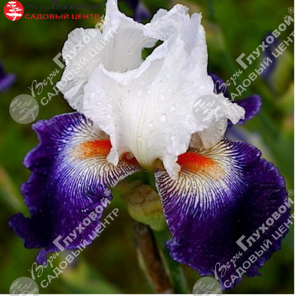 Ирис бородатый  высокий "Bal Masque" на фото
