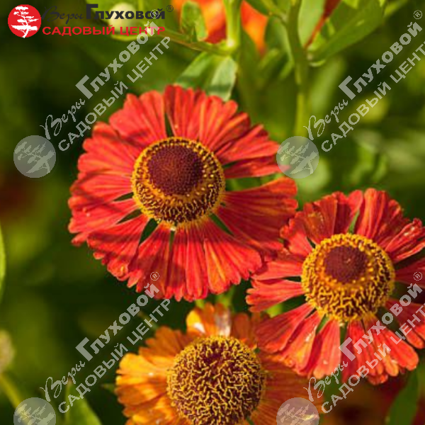 Гелениум "Меранти" на фото