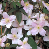 Клематис горный (Clematis montana) 'Mayleen' С2 НАп/25