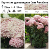 Гортензия древовидная (Hydrangea arborescens) Свит Аннабель С3 НАп/26