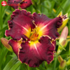 Лилейник (Hemerocallis) Экселлент С3 ГлХ/23