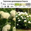 Гортензия древовидная (Hydrangea arborescens) Баунти 2-3вет ОКС СП/25