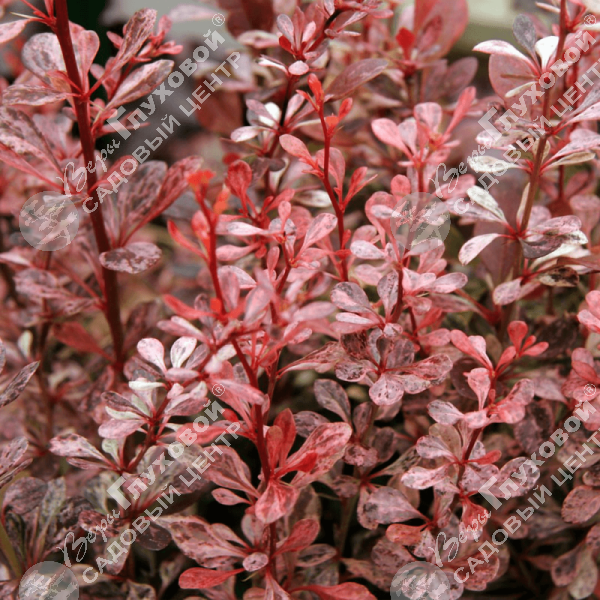 Барбарис Тунберга "Арлекин" на фото