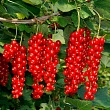 Смородина красная 