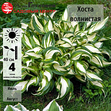 Основное изображение товара