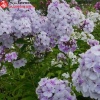 Флокс метельчатый (Phlox paniculata) Лавандел Вольке С3 ГлХ/24