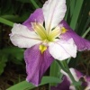 Ирис луизианский (Iris louisiana) Колорифик С3 ГлХ/23