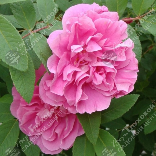 Роза Ругоза (Rosa rugosa) канадская "Therese Bugnet" на фото