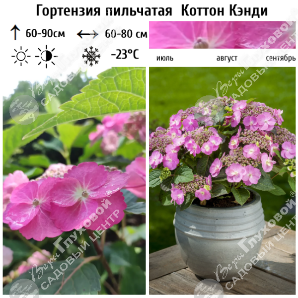 Гортензия пильчатая "Флаер энд Флаверс Коттон Кэнди" на фото