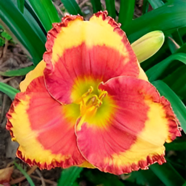 Основное изображение товара