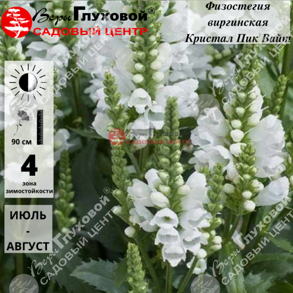 Физостегия виргинская "Кристал Пик Вайт" на фото