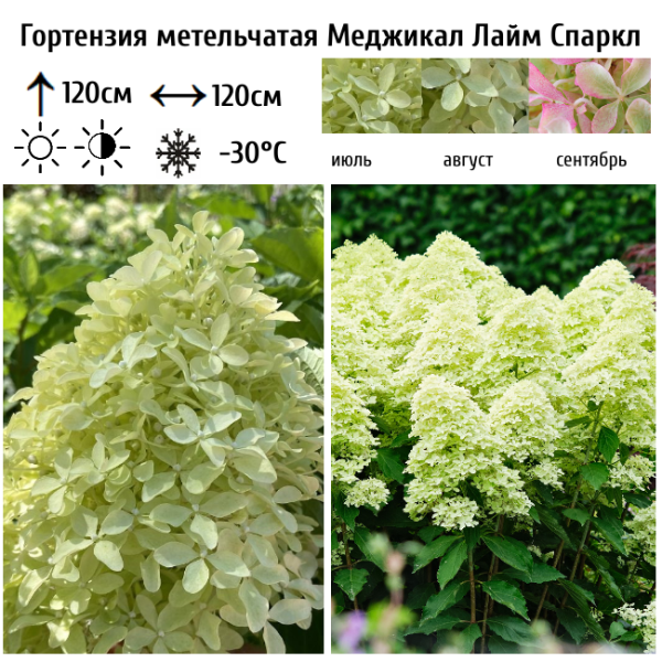 Основное изображение товара