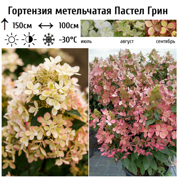Основное изображение товара