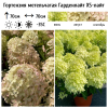 Гортензия метельчатая (Hydrangea paniculata) Гарденлайт XS-Лайт  С3 СП/25