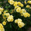 Роза плетистая "Clb Freesia" на фото